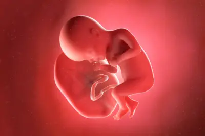 27 haftalık bir fetüsün göbek kordonuyla plasentaya bağlı olduğunu gösteren bir dijital resim.