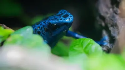 डार्ट फ़्रॉग