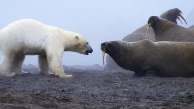 Un oso polar se enfrenta a un grupo de morsas sobre un terreno rocoso y cubierto de niebla.