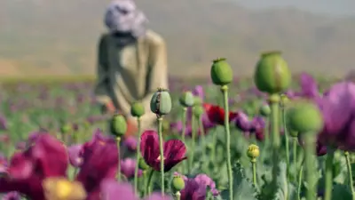 گل‌های خشخاش و یک مرد بالای مزرعه آن