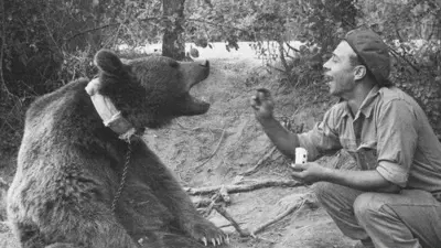 A beret-wearing Polish Army soldier throws food into the mouth of Wojtek, a Syrian brown bear which is wearing a collar and chain