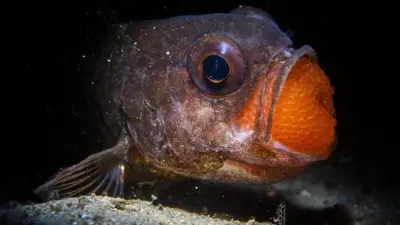 Peixe macho chocando ovos na boca.