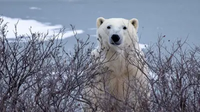 A imagem mostra um urso polarblaze double appdestaque, emergindo entre arbustos secos, com neve e gelo ao fundo,blaze double appum ambiente ártico.