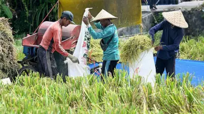 Petani mengirik padi di sebuah ladang di Denpasar di pulau resor Bali, Indonesia pada 30 April 2026.