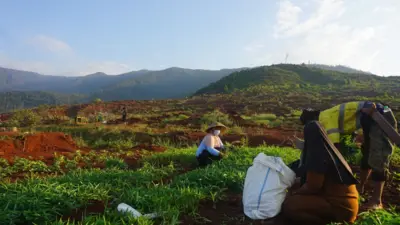Petani di Laoli mengumpulkan tanaman pasca penggusuran.