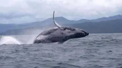 Iyi fi rutura yo mu bwoko bwa 'humpback' aha yafotowe ku mwaro w'inyanja ya Pasifika ku ruhande rwa Colombia, mbere y'uko ikora urugendo rudasanzwe rwo kwimuka