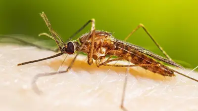 پشه روی پوست