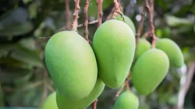 দেশের বাজারে আসতে শুরু করেছে সাতক্ষীরার আম 