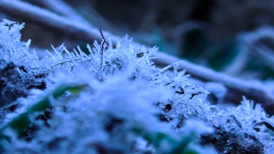 මල් තුහින