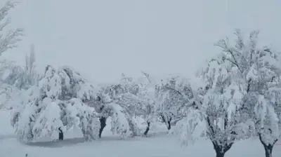 تصویری از برف بهاری در ولایت زابل که در آن درختان پوشیده از برف دیده می‌شود. 