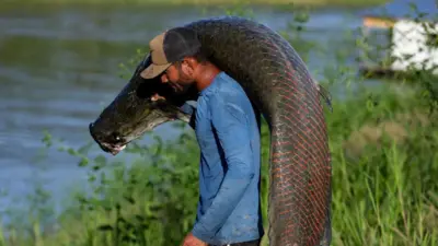 Foto de pescador segurando um pirarucu. Os pirarucus são nativos da Amazônia e estão entre os maiores peixes de água doce do mundo, podendo atingir até 3 m de comprimento. 
