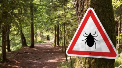небезпека кліщів