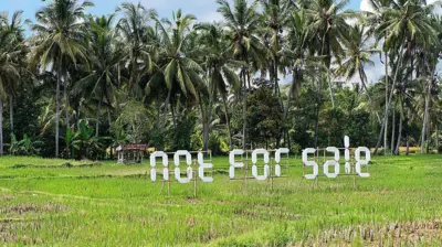 Tulisan Not For Sale yang disanggah bambu dipasang di tengah-tengah. Di belakang sawah itu terdapat jajaran pohon kelapa.