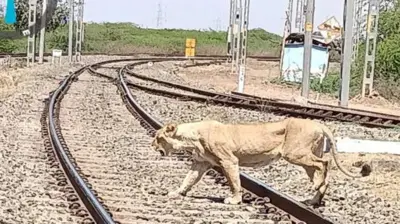 પીપાવાવ-ઢસા રેલવે લાઇન ઓળંગી રહેલી એક સિંહણની તસવીર