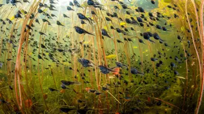 Tadpoles glide beneath lily pads