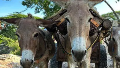 Un hombre trabajando con su burros en Lamu, Kenia.