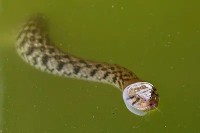 Uma cobra nadando na água