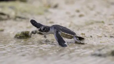 A newborn green sea turtle flops into the water on a sandy beach in Heron Island, Australia. 