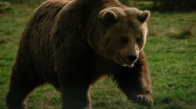 Duży brunatny niedźwiedź w rezerwacie dla niedźwiedzi w Zărnești. Unosi łapę, stawiając krok do przodu. Idzie po intensywnie zielonej trawie, skąpanej w złotym świetle słonecznym.
