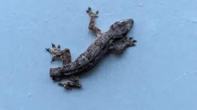 બીબીસી ગુજરાતી ગરોળી પૂંછડી જીવજંતુ વિજ્ઞાન સંશોધન