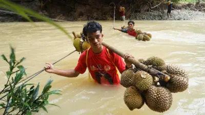 Petani durian membawa hasil panen dengan cara menyeberangi sungai di Desa Sibalanga, Kecamatan Adiankoting, Kabupaten Tapanuli Utara, Provinsi Sumatera Utara, Minggu (28/12/2025).
