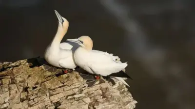 The chalk cliff habitat of Bempton Cliffs is an important breeding ground for many species including gannets.