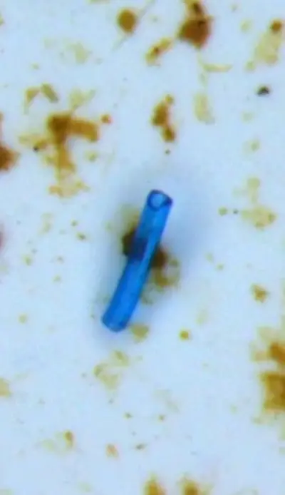 Imagens de microscópio mostram microplástico dentro do corpo de um girino