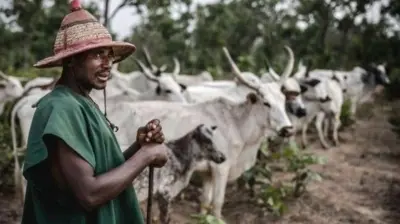 Wani Bafulatani makiyayi da shanunsa