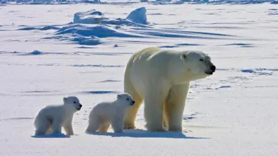 A polar bear mother and cubs 