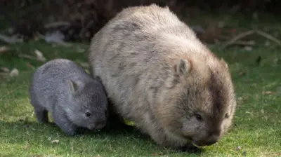 A baby wombat walks next to its mother (file photo)