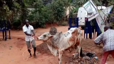 Ehi eji eme akwamozu