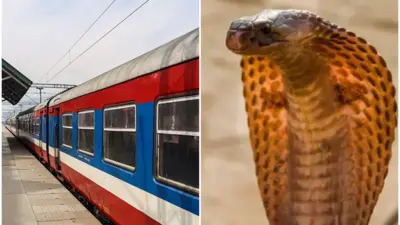 د چمچه‌مار او رېل ګاډي عکس