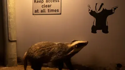 A badger appears to glance up at graffiti of a badger, in a dimly lit street.