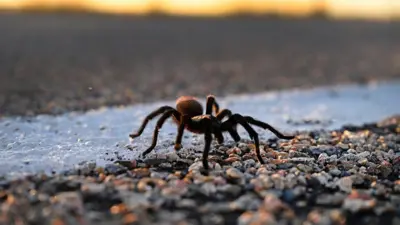 Fotografiatarântula, uma aranha grande e peluda,um chãopedras