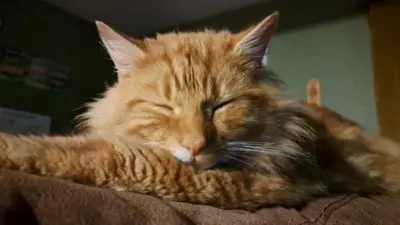 Kucing oranye tertidur lelap