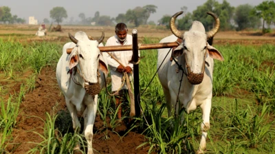 ગુજરાત, ચોમાસું, હવામાન, બીબીસી ગુજરાતી