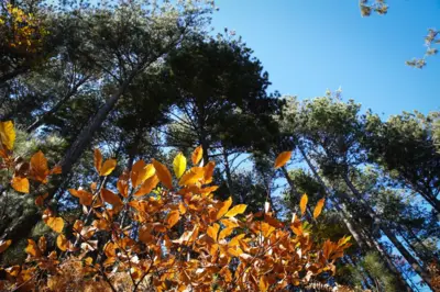 Ormanda sonbahar yaprakları