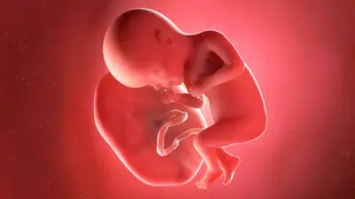 Uma ilustração gerada por computador mostra um feto de 27 semanas conectado à placenta pelo cordão umbilical