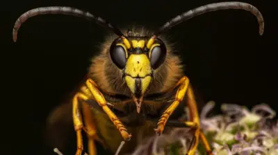 A yellowjacket wasp found in Loanhead.