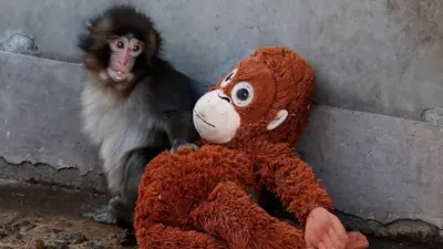 bir maymun ve oyuncak orangutan