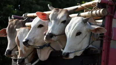 গরু 