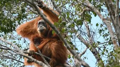 یک اورانگوتان روی درخت