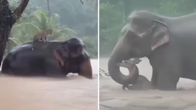 Screen-grabs of AI videos