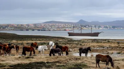 Scenic view of the falkland Islands with grey skies. There are horses in the foreground and Stanley is in the background 