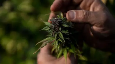 Pé de maconha