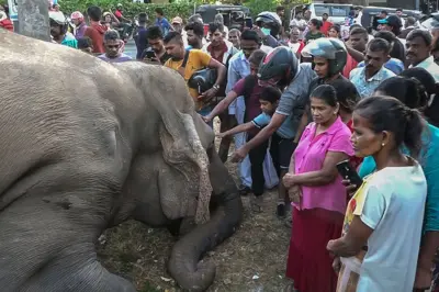 
SRI LANKA-ANIMAL-ELEPHANT-ACCIDENT People gather near the dead body of an elephant killed in a train accident in Gallella, in the northeast of Sri Lanka, on July 18, 2025