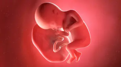 A computer illustration show a 27-week-old foetus wey dey linked to a placenta by an umbilical cord.