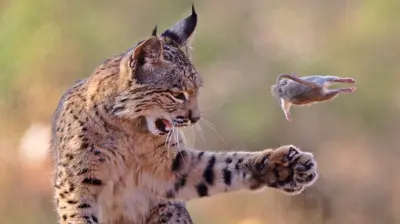 A lynx stands upright on its hind legs on a dirt path, one paw raised as it bats a small rodent into the air. The background is softly blurred, focusing attention on the mid-action moment.