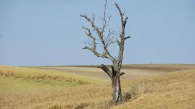 Посуха, дерево 