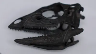 A photograph of the dinosaur's skull, which is black, on a white background. Small teeth protrude from the open jar